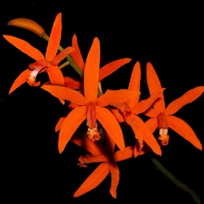 Flores de orquídea laranja em fundo preto