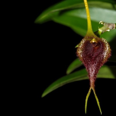 Flor exótica vinho peluda com folhas verdes e fundo preto