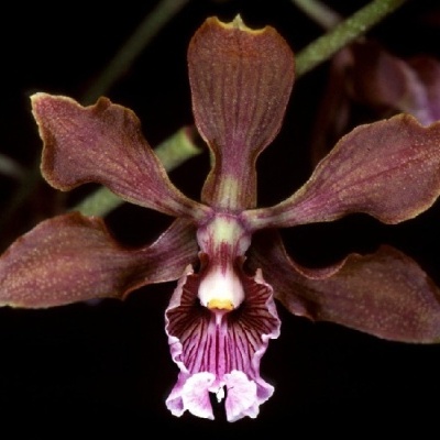 Flor de orquídea castanho-avermelhada com centro branco e rosa