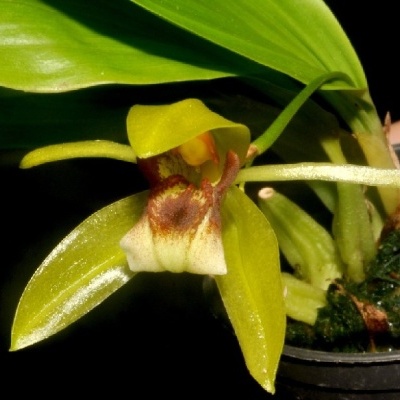 Orquídea verde e creme com manchas castanhas em vaso preto