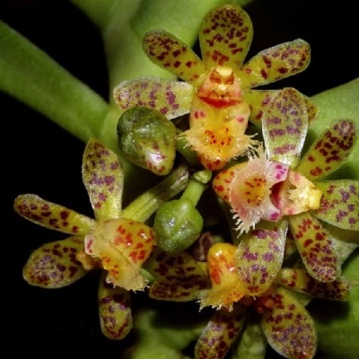 Flor de orquídea amarela com manchas roxas e detalhes vermelhos