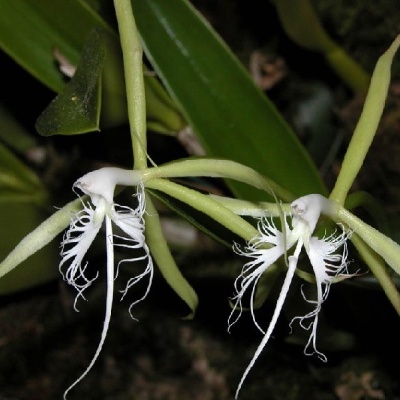 Flores brancas com pétalas longas e franjas em folhas verdes