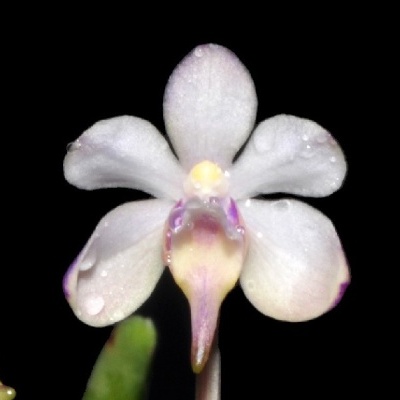 Flor branca e lilás com gotas de água, fundo preto