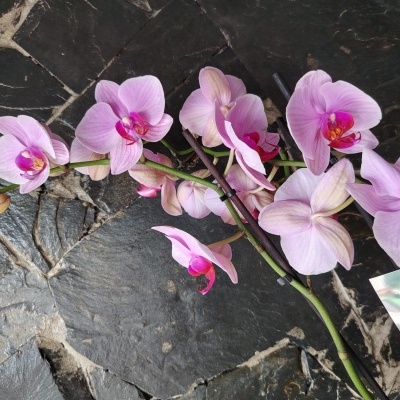 Orquídea Phalaenopsis cor de rosa sobre pedra escura