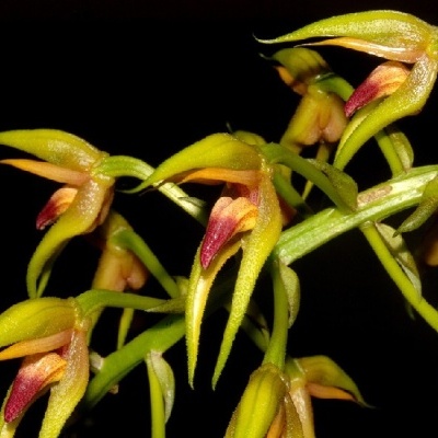 Flores de orquídea amarela esverdeada com labelo castanho avermelhado em fundo preto