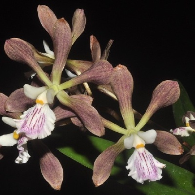 Flores de orquídea castanhas e brancas em fundo preto