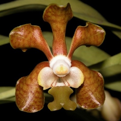 Flor de orquídea castanha com centro branco e amarelo