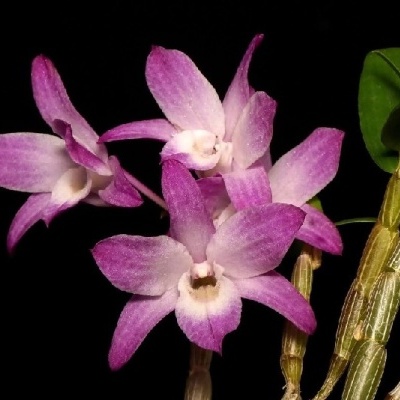Flor de orquídea roxa e rosa com vagens verdes num fundo preto