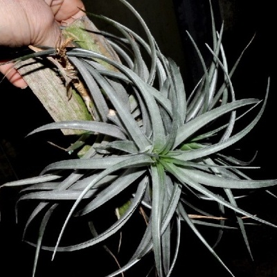 Planta aérea cinzenta presa a madeira numa mão