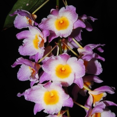 Orquídeas cor-de-rosa, branco e amarelo num ramo com fundo preto