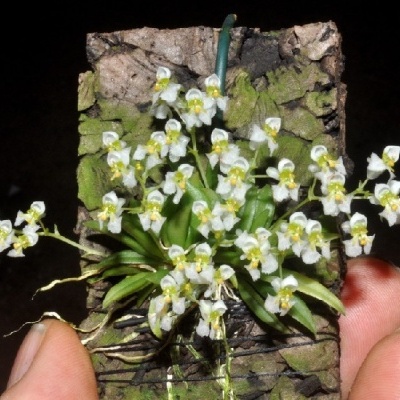 Orquídea miniatura com flores brancas e amarelas em casca de árvore