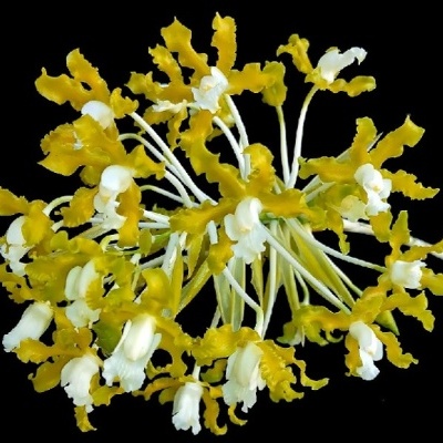 Ramo de flores artificiais amarelas e brancas com caules brancos em fundo preto