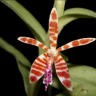 Orquídea com pétalas brancas e manchas vermelhas, labelo rosa peludo, folhas verdes ao fundo