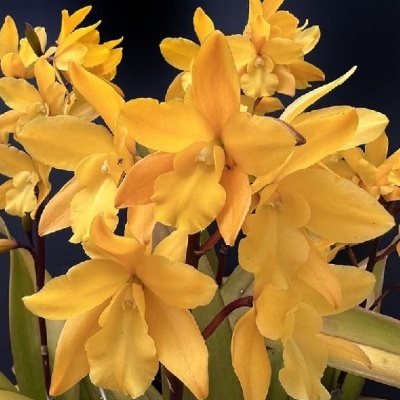 Flores de orquídea amarelas com folhas verdes.