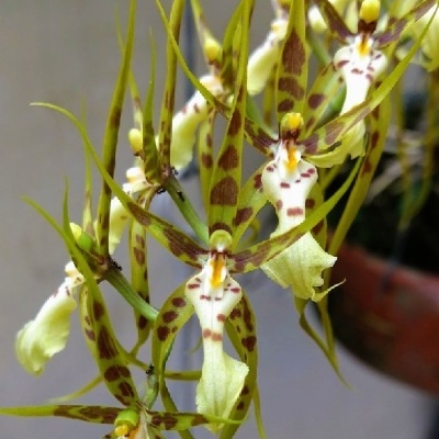 Flor exótica de pétalas verdes com manchas castanhas e brancas