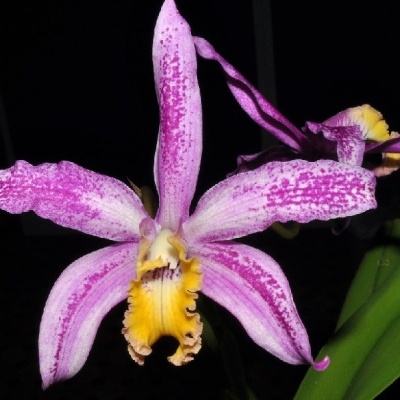 Flor de orquídea violeta com manchas roxas e centro amarelo