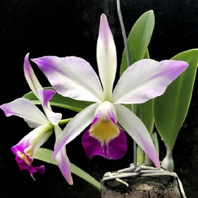 Orquídea branca com bordas roxas e centro amarelo, folhas verdes, em tronco com suporte