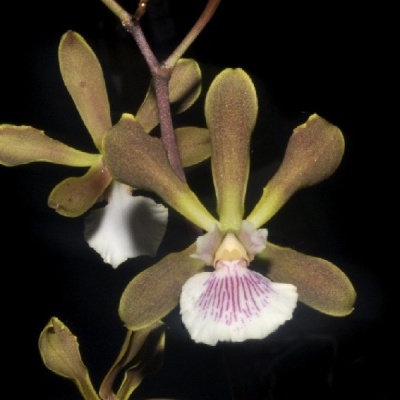 Orquídea castanho-esverdeada com labelo branco e pintas roxas