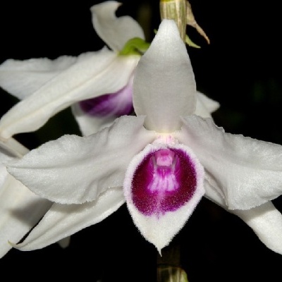Flor de orquídea branca com centro roxo brilhante