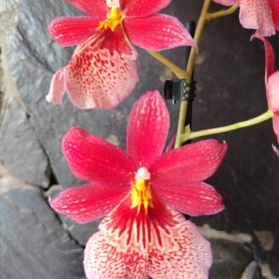 Orquídea vermelha com padrão listrado e manchas sobre suporte verde