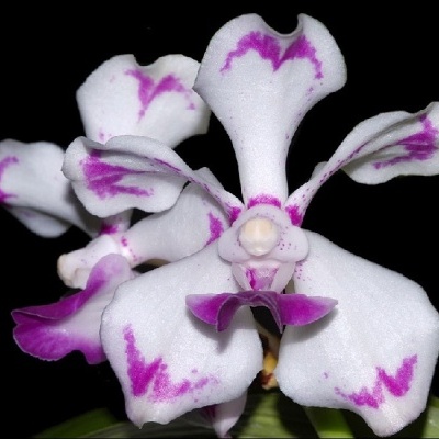 Orquídea branca com detalhes roxos nas pétalas contra fundo preto