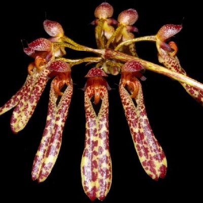 Flores exóticas amarelas com manchas vermelhas
