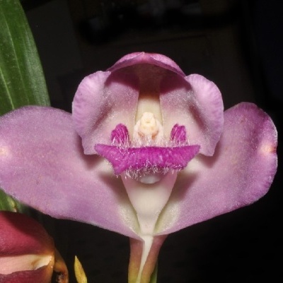 Orquídea rosa com pétalas grandes e arredondadas e folhas verdes ao fundo