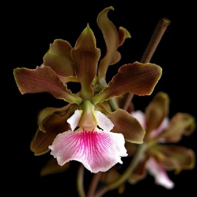 Flor de orquídea castanha com lábio branco e rosa