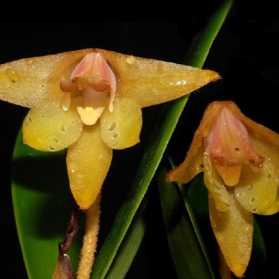 Duas flores amarelas com gotas de água e fundo preto