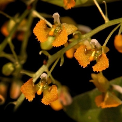 Flores laranja com bordas dentadas em ramo contra fundo preto