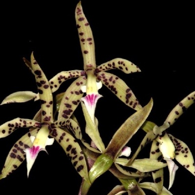Orquídea verde-clara com manchas roxas e centro branco com rosa em fundo preto