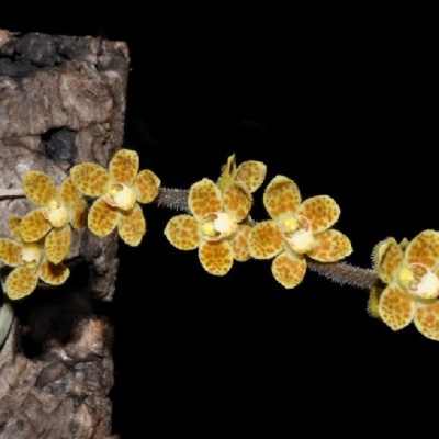 Orquídea amarela com manchas castanhas em madeira com fundo preto