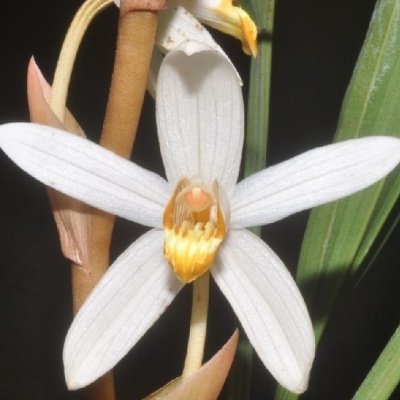 Flor branca com centro amarelo e folhas verdes