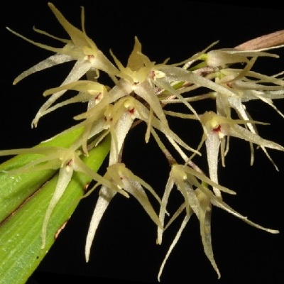 Orquídea amarela translúcida com folhas verdes sobre fundo preto