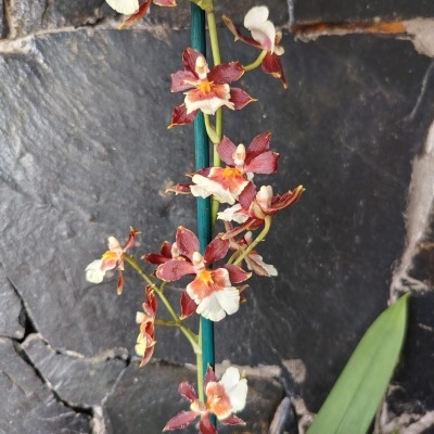 Orquídeas vermelhas e brancas com suporte verde num chão de pedras escuras