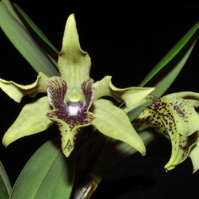 Orquídea verde com manchas roxas em fundo preto