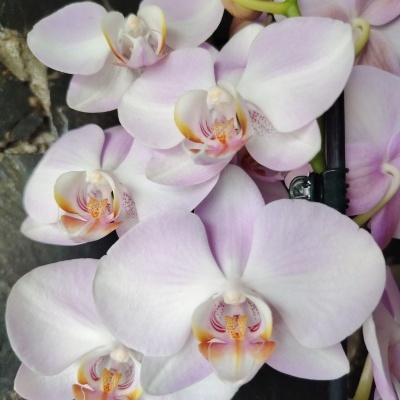 Flores de orquídea brancas com tons rosa e amarelo sobre fundo escuro