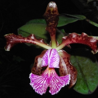Flor de orquídea castanha e púrpura com folhas verdes em fundo escuro
