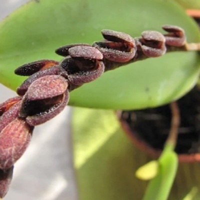Flores castanhas texturizadas e folhas verdes largas em vaso castanho
