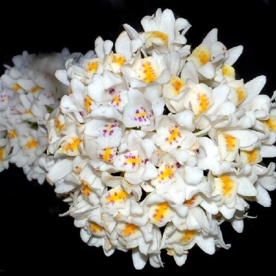 Ramo de flores brancas com detalhes amarelos e roxos em fundo preto