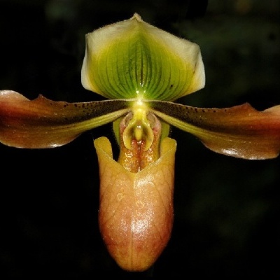 Orquídea com pétalas verdes, castanho-escuras e labelo alaranjado