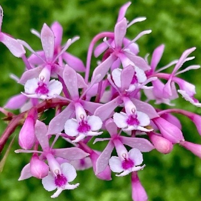 Orquídea cor de rosa com pétalas brancas e detalhes roxos em fundo verde