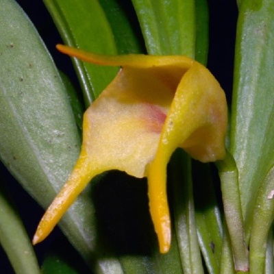 Flor amarela com formato irregular entre folhas verdes