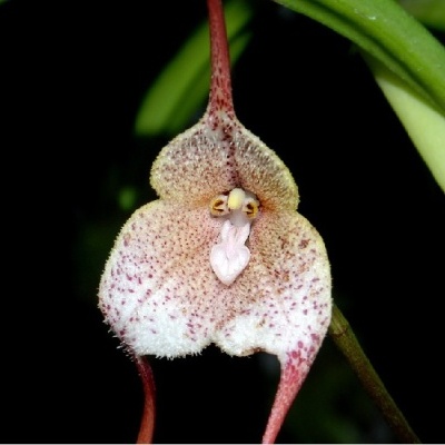 Flor de orquídea branca e vermelha com folhas verdes