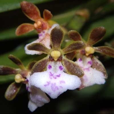 Orquídea com pétalas castanhas e brancas com pontos roxos