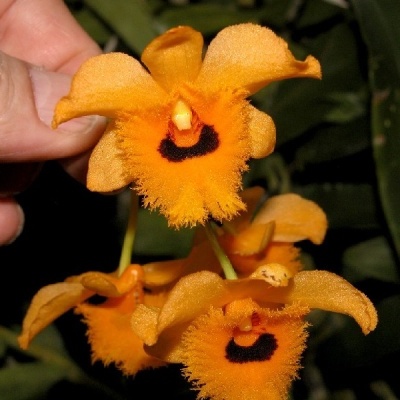 Flor de orquídea laranja com pétalas aveludadas e centro preto segurada por uma mão