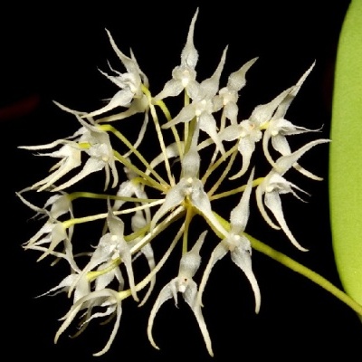 Flor branca com pétalas finas e longas, caule e folhas verdes em fundo preto