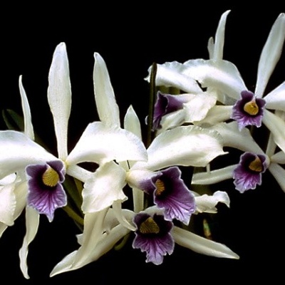 Orquídeas brancas com centros roxos e amarelos sobre fundo preto.