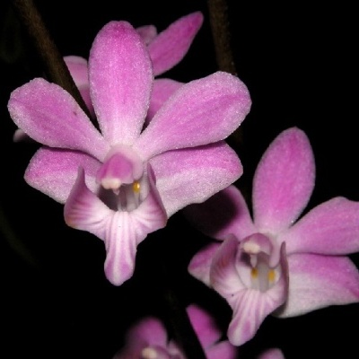 Flores orquídea cor-de-rosa em fundo preto