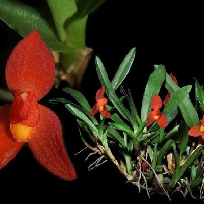 Orquídea vermelha com flores pequenas e folhas verdes